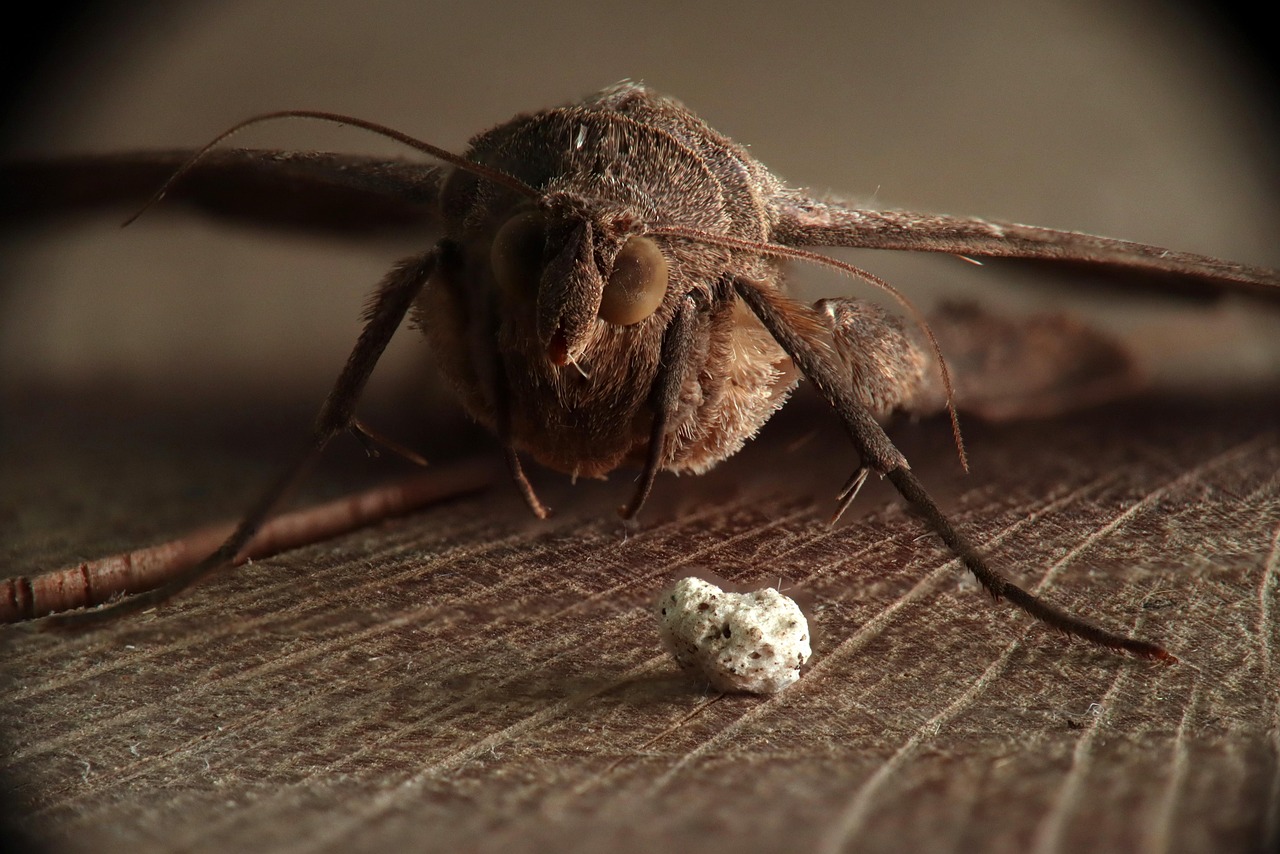 Quais São as Dez Pragas do Egito: Entenda Cada Uma