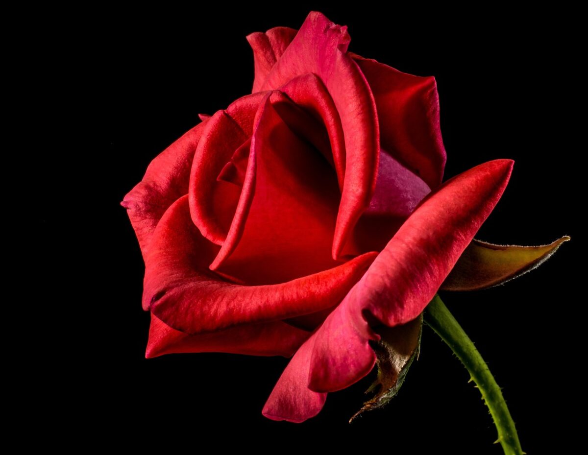 Rosa e Azul Dá Que Cor? Veja a Mistura Inusitada