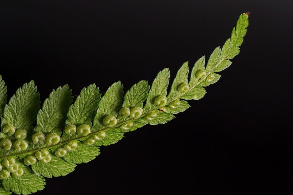 Como as plantas transformam ambientes e melhoram a qualidade de vida