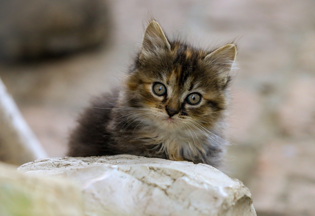 Yuna Bennett: Quem É e Por Que Está em Alta